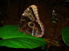 Morpho helenor montezuma