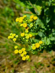 Tanacetum balsamita