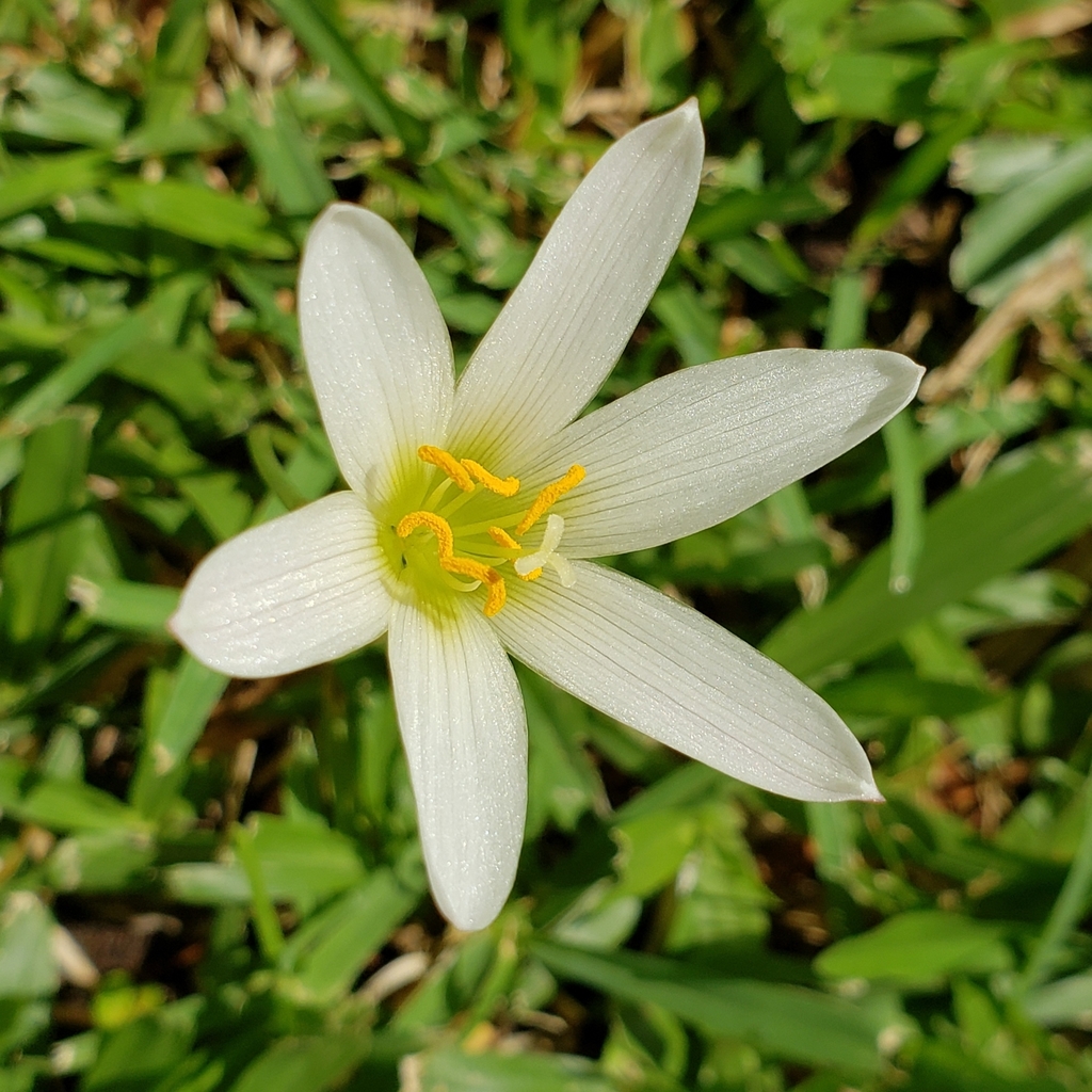 Zephyranthes mesochloa