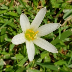 Zephyranthes mesochloa