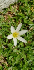 Zephyranthes mesochloa