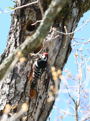 Dendrocopos leucotos stejnegeri
