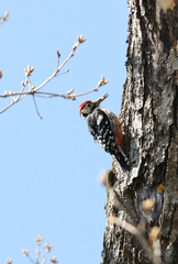 Dendrocopos leucotos stejnegeri