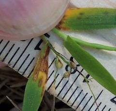 Dichanthelium strigosum