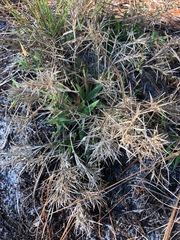 Dichanthelium strigosum