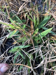 Dichanthelium strigosum