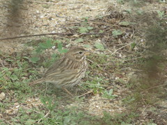 Passerculus sandwichensis rostratus