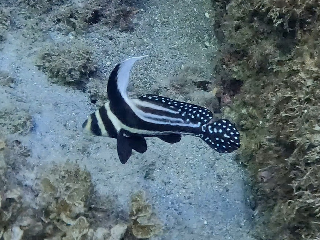 Spotted Drum