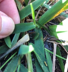Dichanthelium strigosum