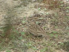 Passerculus sandwichensis rostratus