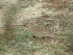 Passerculus sandwichensis rostratus