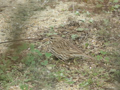 Passerculus sandwichensis rostratus