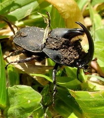 Diloboderus abderus