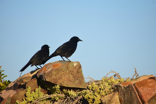 Austral Blackbird (Curaeus curaeus), photo 6