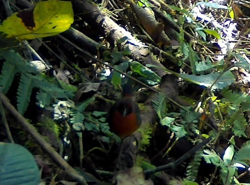 Rufous-breasted Antthrush (Formicarius rufipectus), photo 2