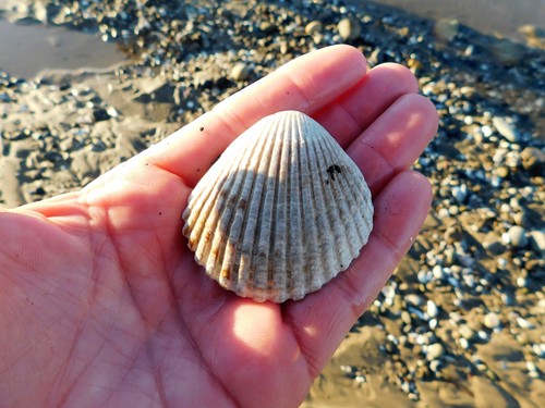 iNaturalist observation photo of Pacific Calico Scallop