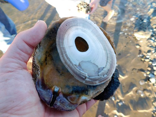 iNaturalist observation photo of Giant Keyhole Limpet