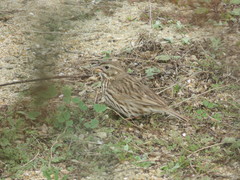 Passerculus sandwichensis rostratus