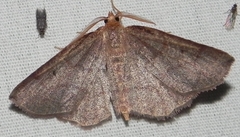 Metarranthis amyrisaria