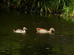 Alopochen aegyptiaca