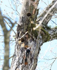 Dendrocopos leucotos stejnegeri