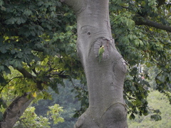 Psittacula krameri