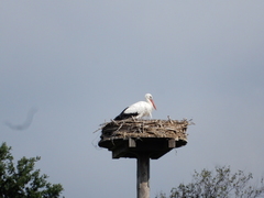Ciconia ciconia