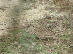 Passerculus sandwichensis rostratus