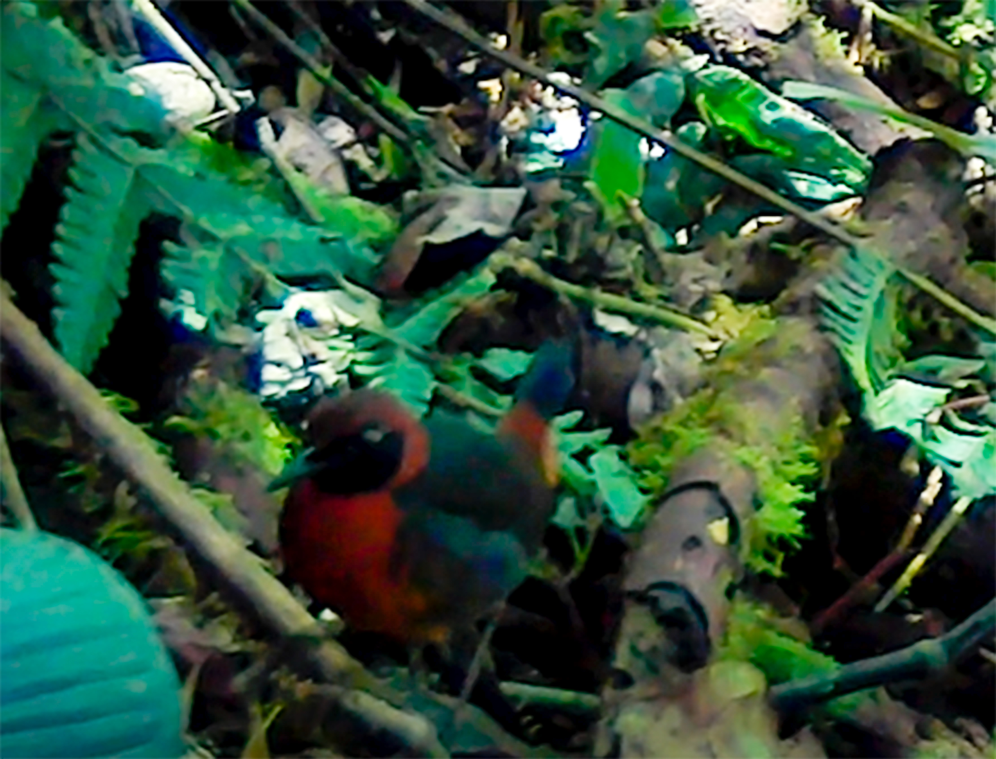 Rufous-breasted Antthrush (Formicarius rufipectus), photo 3