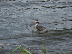 Podiceps cristatus