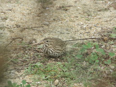 Passerculus sandwichensis rostratus