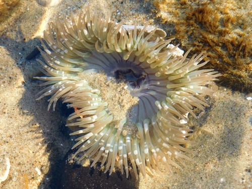 iNaturalist observation photo of Sunburst Anemone