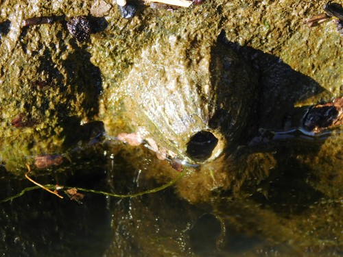 iNaturalist observation photo of Thoracican Barnacles