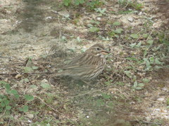 Passerculus sandwichensis rostratus
