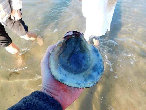 iNaturalist observation photo of Giant Rock Scallop