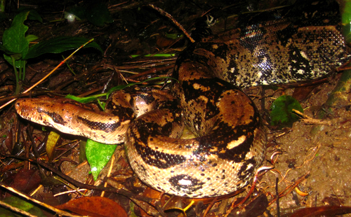 Photo of a Colombian Boa (Boa imperator)