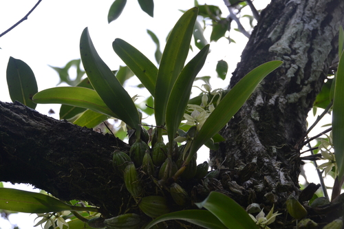 Prosthechea chimborazoensis, photograph 3