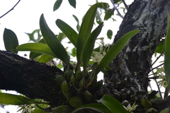 Prosthechea chimborazoensis, photograph (c) Letizia Weichgrebe, some rights reserved (CC BY)