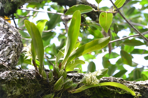 Prosthechea chimborazoensis, photograph 2