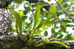 Prosthechea chimborazoensis, photograph (c) Letizia Weichgrebe, some rights reserved (CC BY)