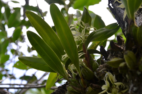 Prosthechea chimborazoensis, photograph 5