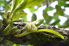 Prosthechea chimborazoensis, photograph (c) Letizia Weichgrebe, some rights reserved (CC BY)