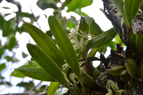 Prosthechea chimborazoensis, photograph 4