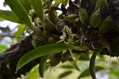 Prosthechea chimborazoensis, photograph (c) Letizia Weichgrebe, some rights reserved (CC BY)