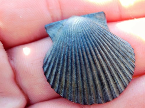 iNaturalist observation photo of Pacific Calico Scallop