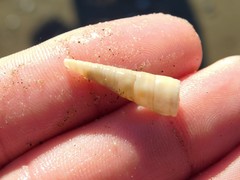Turritella cooperi