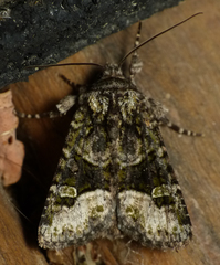 Lacinipolia olivacea