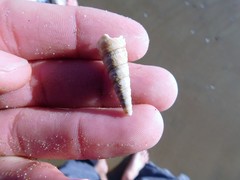 Turritella cooperi