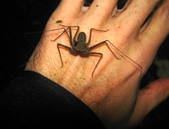 Paraphrynus raptator