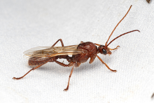 近猛蚁属Paraponera